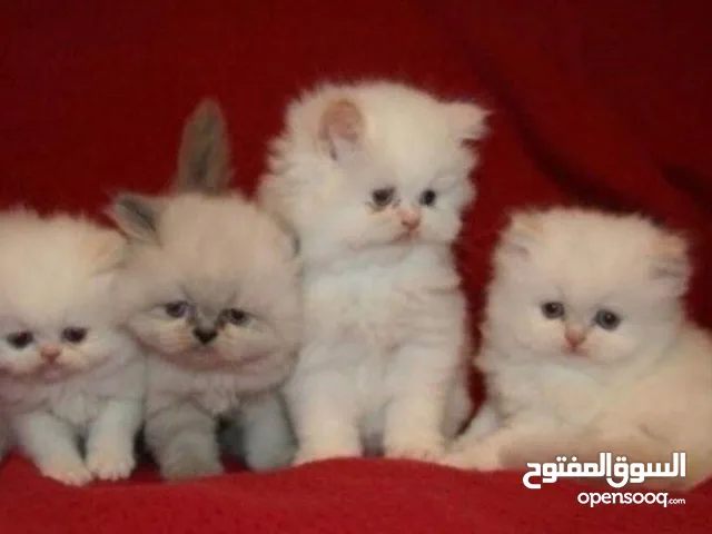 قطط هملايا مستوى عالي