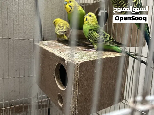 زوجين طيور هند