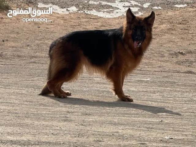 انثي جيرمن شيبرد مستوي قوي جدا