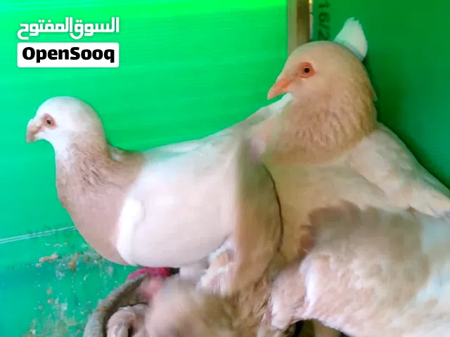 متاح جوز زواجل صفر اقرا الوصف