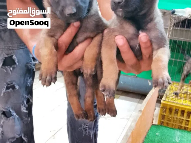 جراوي مالينو بسعر تجاري