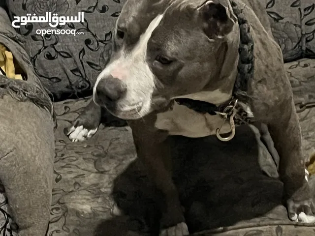 بيتبول ذكر