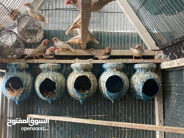 طيور جنه 11 حبه