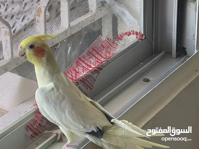جوز كوكتيل للبيع