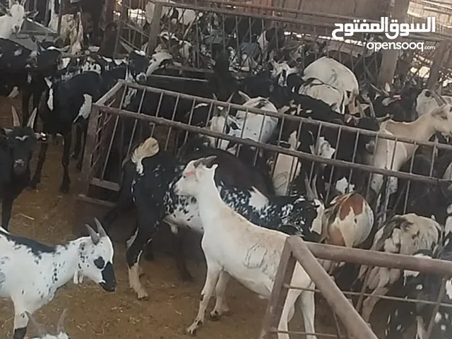 غنم مرابي اليمن فاخر جذعان