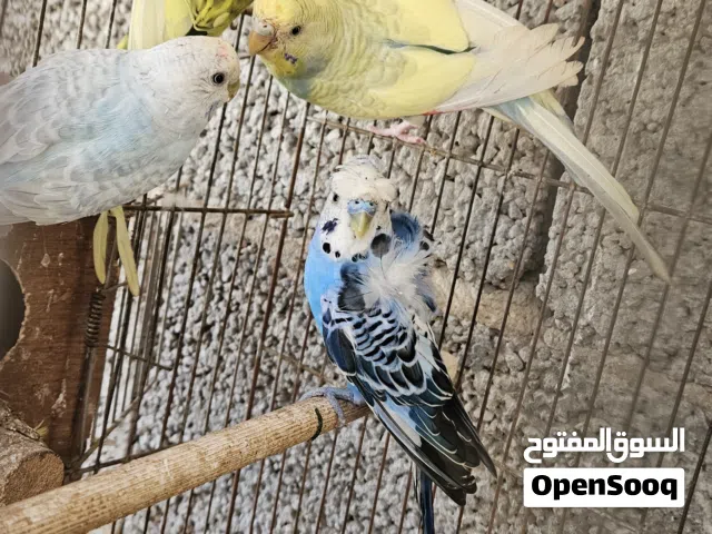 متاح كوبيات حضيره مضمونات