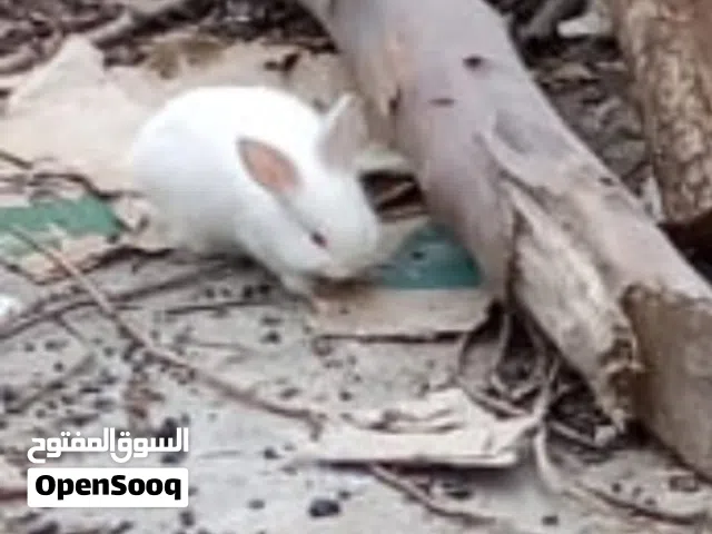 أرانب صغيرة