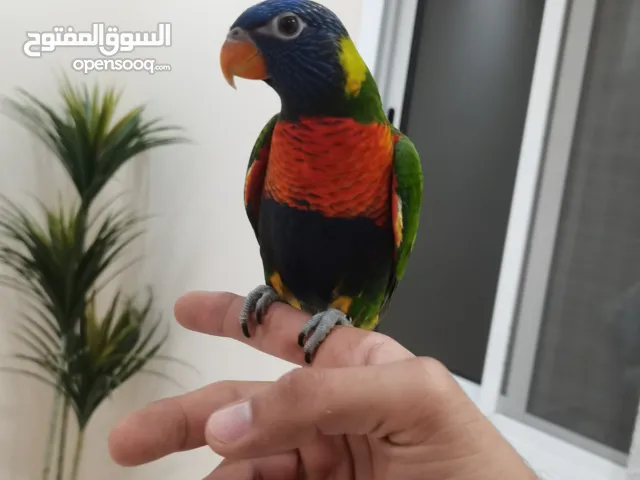 طير لوري  الليف