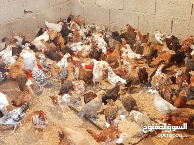 فلاليس دجاج العمر 3شهور ألوان بسم الله ماشاءالله
