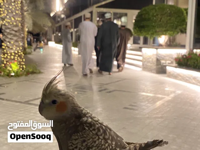 بغبغاء الكوكتيل