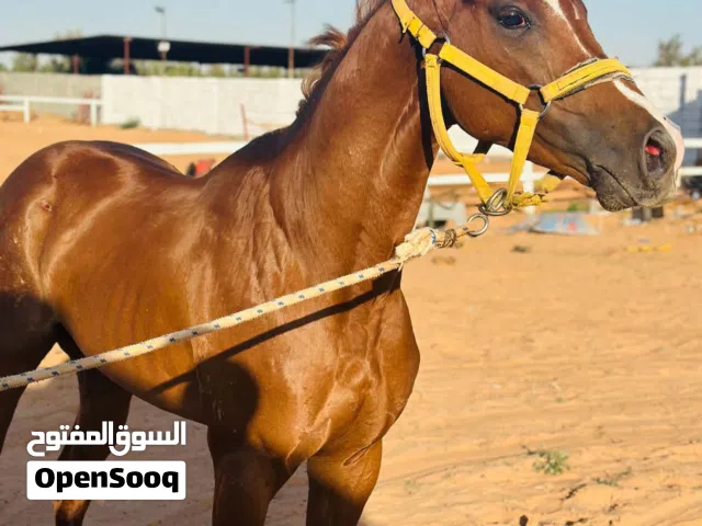 سلام عليكم حصان للبيع عمر3سنين وربعه اشهر بي ور قه ربي ايبارك طيب سيله وسرج كيف انطيب في اعليه