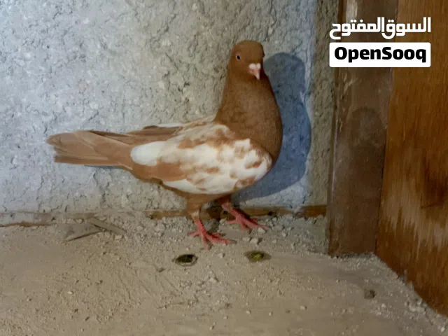 طيره مزهوره