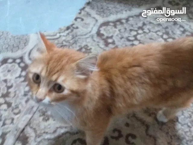 قطة التبني قط التنبي