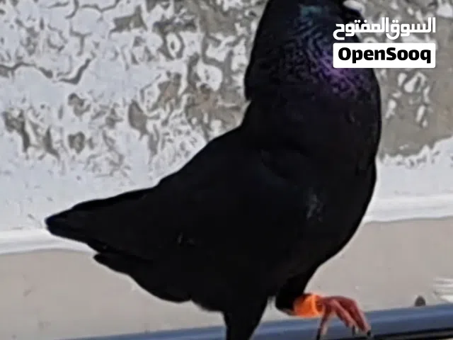 أربع فردات حمام زق ثلاث فحول وطيرة