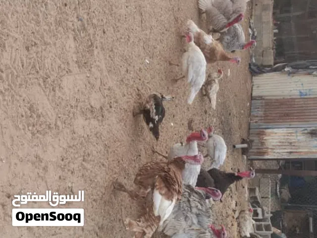 سلام عليكم ديك رومي