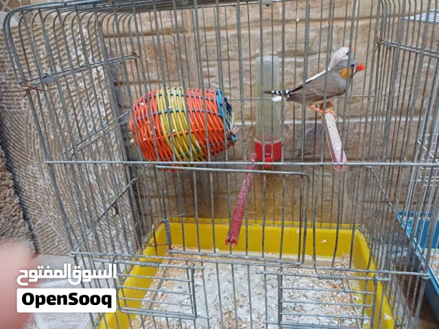 طيور الزيبرا
