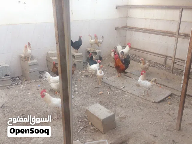 دجاج عماني للبيع العامرات