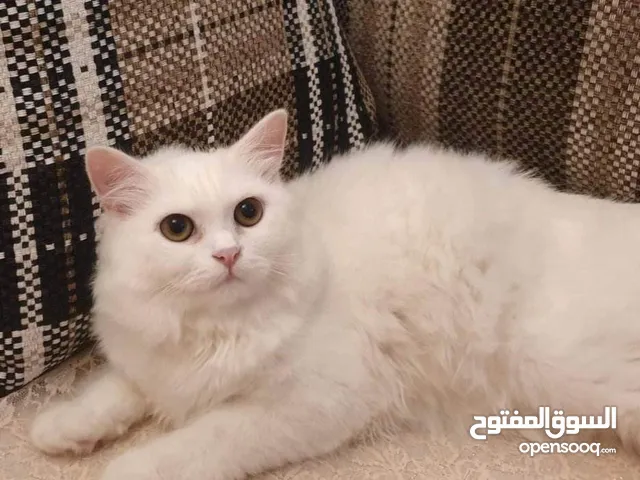 قطط شيرازي للبيع او التبني في الإسكندرية : افضل سعر