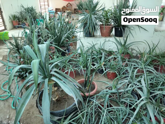 بيع شيجرات بسعر التصفية