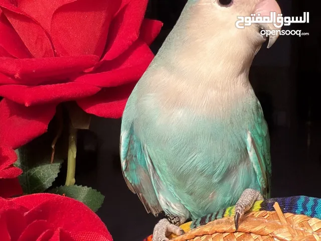 للبيع ببغاء الروز الاليف