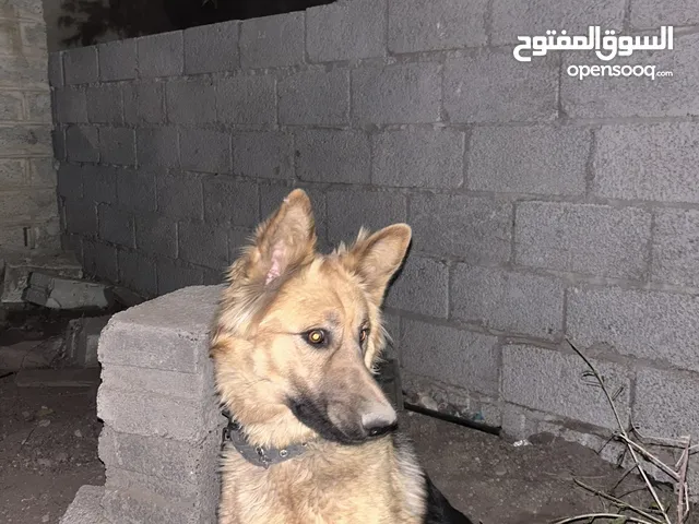 كلب جرمن شيبرد نقي