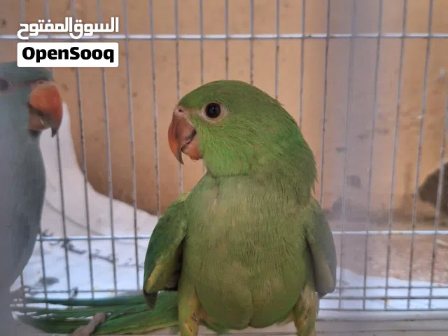 دره اخضر من ام اصفر واب اخضر