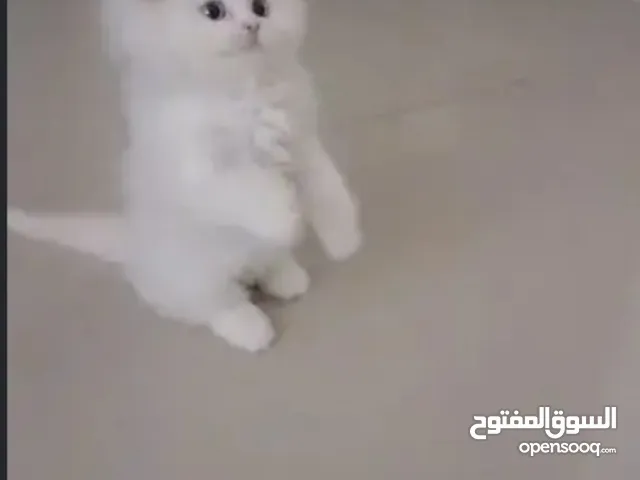 قط شيرازي بيور ابيض عسل
