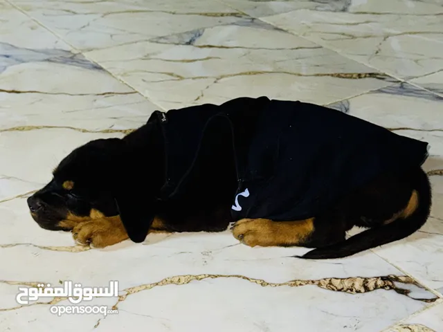 جرو روت وايلر 70 يوم تقليب محترم