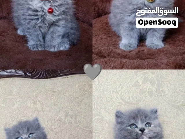 قطط للبيع