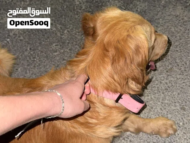 كلب جولدن مواصفات ماشاء الله أقراء الوصف