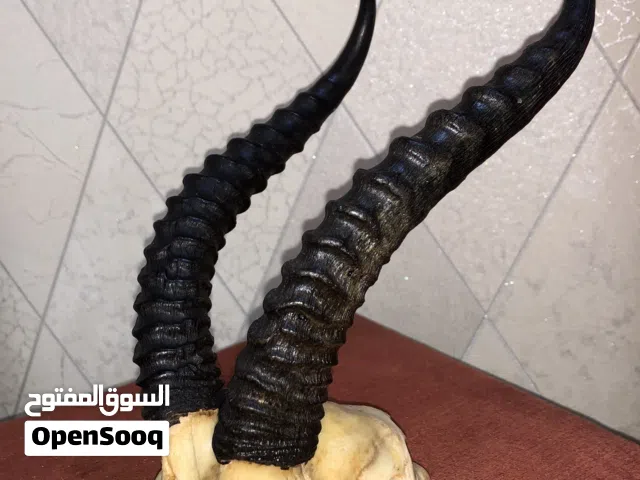 للبيع قرون غزال مع الجمجمه