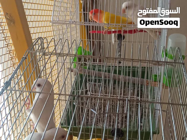 زوز كوبيات البينو وكوبيه انثايه لفه حمره مصوقرات