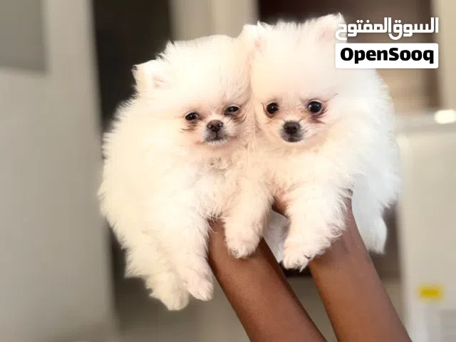 Teacup Pomeranian and Pomsky puppies male and female available