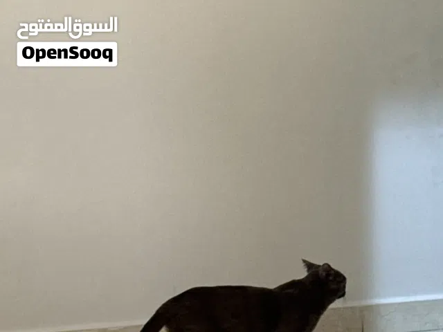 قط برتش لتبني