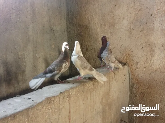 3 فرااخ للبيع 2 نوريات 1 مرقع