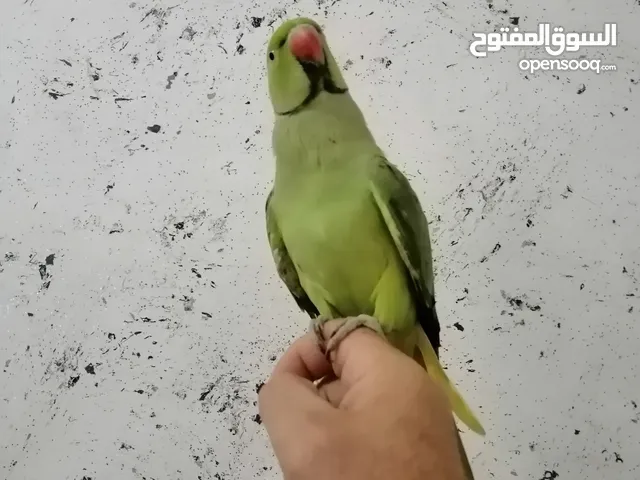 ذكر دره اليف