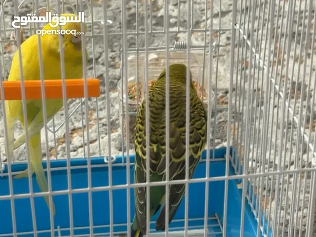 للبيع عصافير الحب