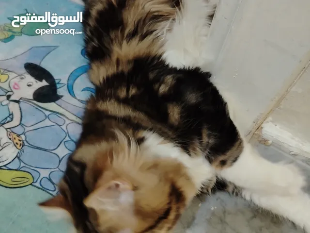 شيرازي Mix ذكر تبني غير معقم