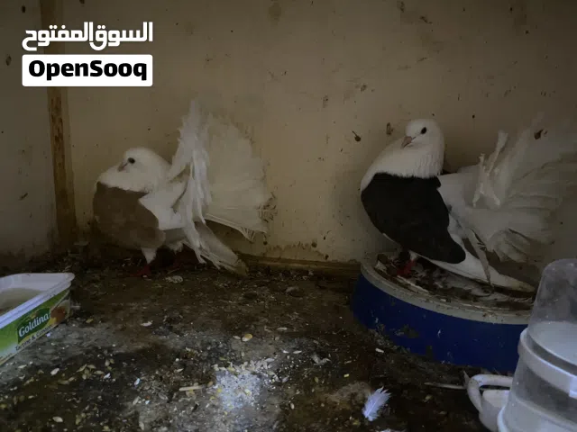 حمام تونسي