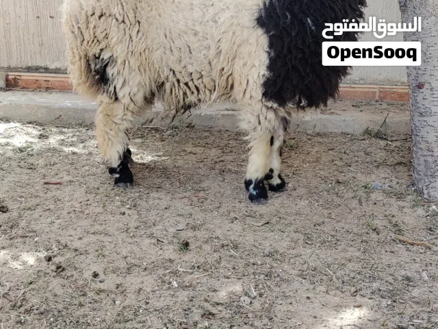 بسم الله .. يومكم طيب خروف مشاء الله ميزان نضافه الله ايبارك  خالى من اى عيوب .. العمر فوق 10 شهور