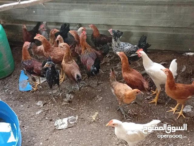 دجاج بلدي محضن العمر 4شهور