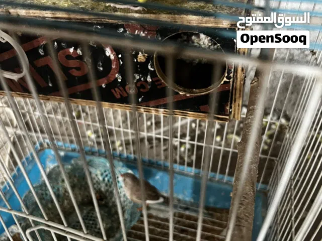 طير حب وفنجس للبيع
