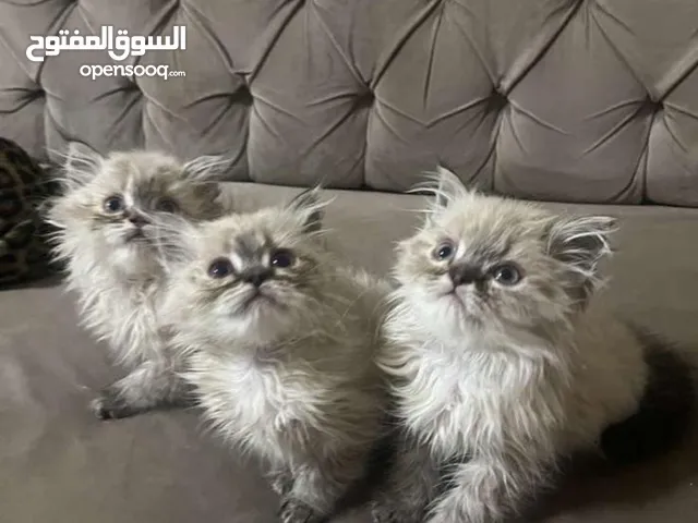 كتنز للبيع سيبري