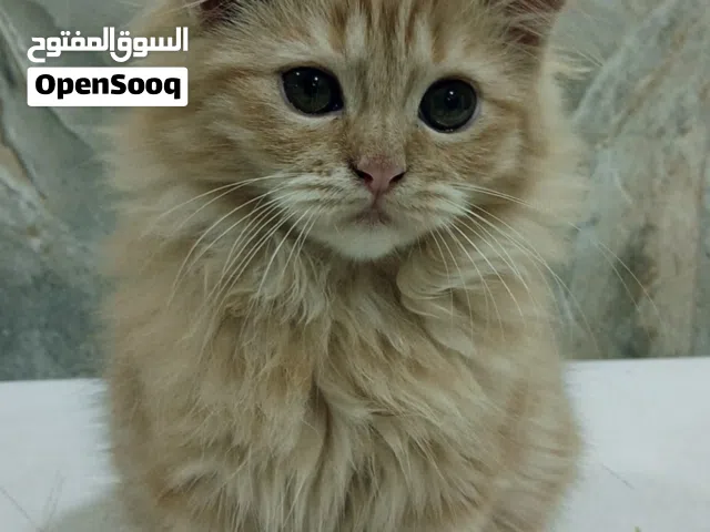 قطة انثى للتبني شيرازية مكس (بدون ذيل) عمرهة ثلث اشهر ونص لعوبة وبصحة جيدة