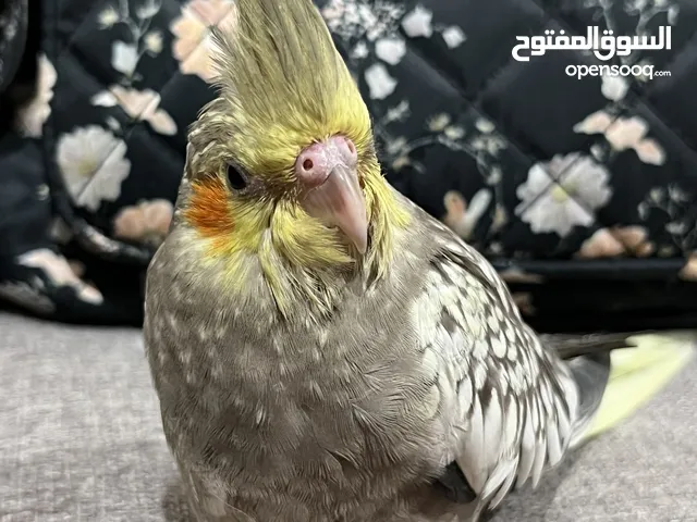 فرخ كروان او كوكتيل بعمر شهرين اليف ولعوب بظفر أبيض نادر