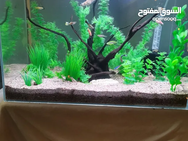حوض سمك كرستال