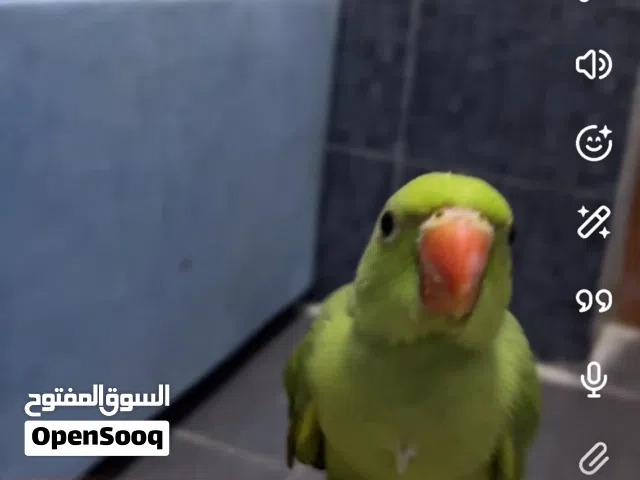 مفقود دره عمرها شهرين