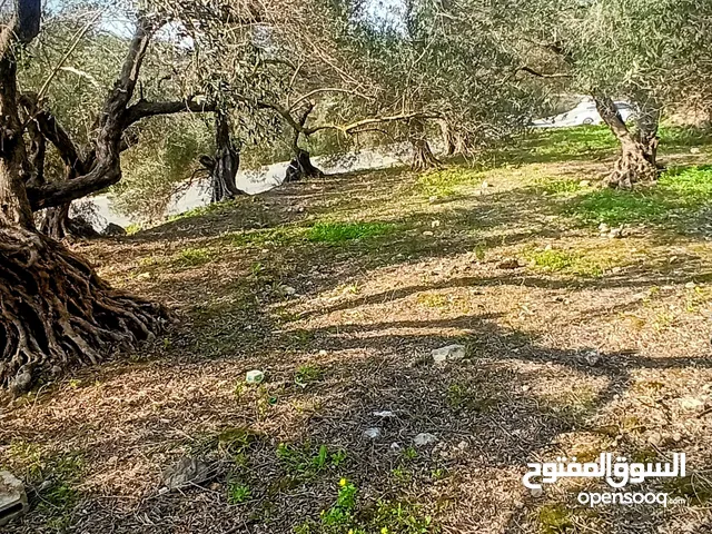 القبة الذهبية  شارع بلعا-دير الغصون