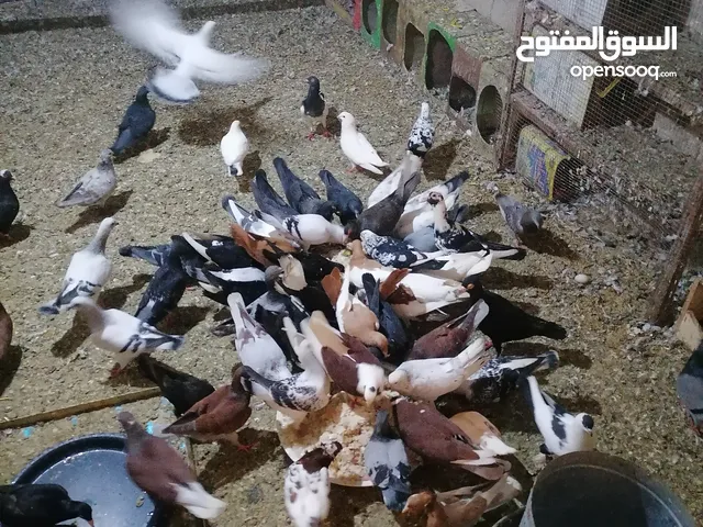 حمام مشكل للبيع