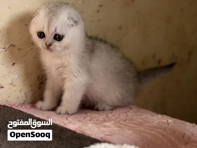 قطط سلفر سكوتش فولد